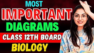 CLASS 12 BIOLOGY  Most Important Diagrams 💯 Board Exam 2024 🔥 [upl. by Rihaz]