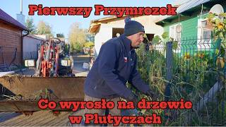 Niesamowite co wyrosło na drzewie u Andrzeja Jesienne sprzątanie w Plutyczach Rolnicy z Podlasia [upl. by Oetsira]