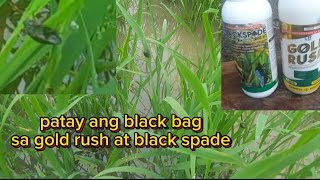 RC222 27DAS pag spray ng gold rush at blackspade para sa blackbag [upl. by Candide486]