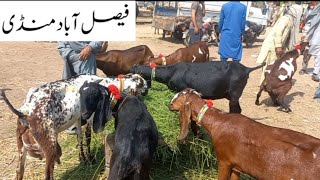 Faisalabad Bakra MandiNew UpdateFM Animals030066982849•10•2024 [upl. by Greenleaf33]