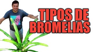 Tipos de Bromelias con Ricardo Negrón de la Hacienda Pepe Negrón [upl. by Itra]