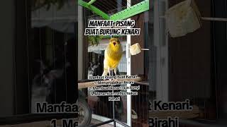 Manfaat Pisang buat burung kenari [upl. by Rosemonde]