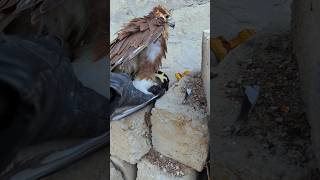 Lanner Falcon ❤️habibi [upl. by Urban119]