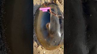 Horseshoe crab horseshoecrab animals sea seashore youtube youtubeshorts [upl. by Hoisch]