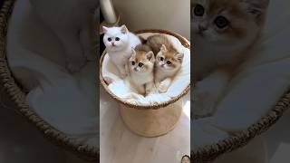 Cute little kittenshorts​ cat​ shortsvideo​ cats​ subscribe​ kitten​ animal​ catlover​ [upl. by Sundin76]