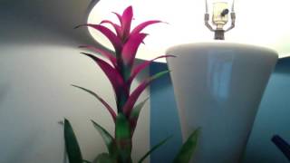 Bromeliad Care [upl. by Bowles]