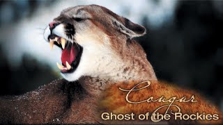 Explore the Wildlife Kingdom  Cougar Ghost of The Rockies  Full Movie  Grant Goodeve [upl. by Ahsa]