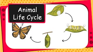 Science  Animal life cycles  English [upl. by Nolly]