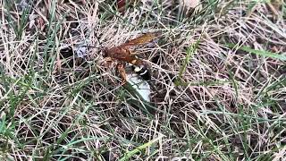 Sphecius Speciosus AKA Eastern Delco Cicadia Killer [upl. by Tolmach]