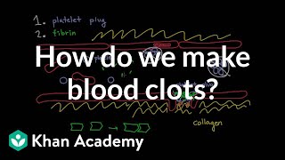 How do we make blood clots  Human anatomy and physiology  Health amp Medicine  Khan Academy [upl. by Duester]