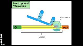 Transcriptional Attenuation [upl. by Nadine]