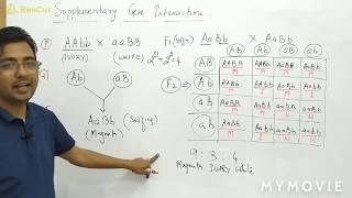 Supplementary Gene Interaction [upl. by Areis]