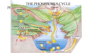 13 Phosphorus and Sulfur Cycles [upl. by Asillem602]