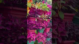 💥🤯Flower garden vlog in tamil💢⁉️india shorts [upl. by Rankin561]