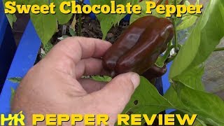 ⟹ Sweet Chocolate Pepper  Capsicum Annuum  Pepper Review [upl. by Villada802]