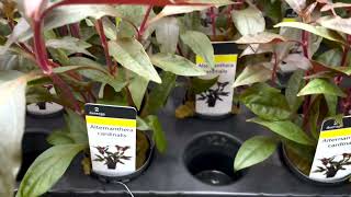 The Alternanthera Cardinalis at Aquafleur International [upl. by Eivol135]