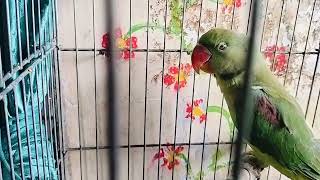 angry Alexander parrot ko tame kaise kare alexanderparrot myparrotwifiandme [upl. by Naeruat]