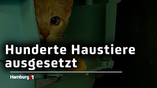 Tierschutzverein mahnt Viele Haustiere werden zum Ferienbeginn ausgesetzt [upl. by Enelehs120]