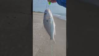 Whiting bite is on at Cocoa Beach in a flat surf [upl. by Aivlys]