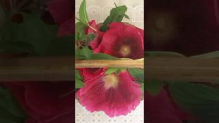 Hollyhocks from the Garden— press flowers with me [upl. by Enellek]