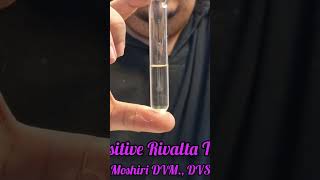 positive rivalta test of a cat does not mean it has fip many diseases posetive rivalta [upl. by Awjan981]