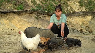 Watering vegetables bathing and washing floors chopping vegetables for pigs to eat [upl. by Thor]