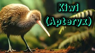 Conoce al Kiwi Ave Nacional de Nueva Zelanda [upl. by Atikram555]