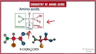 1 Amino acids  Introduction and General Structure  The Biochemistry Academy… [upl. by Jaine]