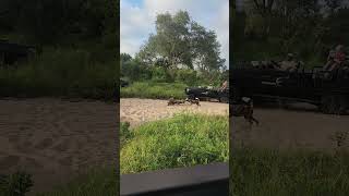 Hyena steals from wild dogs safari hyena wilddog [upl. by Rehpotsihrc]