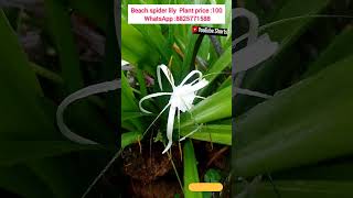 Spider lily 8825771588 indoorplant gardening onlineplants flower trendingshort virelshorts [upl. by Yul]