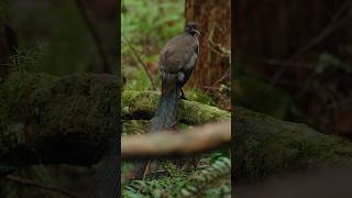 Lyrebird mimicry sounds shortsfeed lyrebirdsound viralshort [upl. by Oeniri]