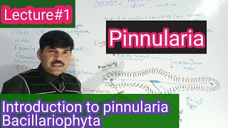 Diagramatic introduction to pinnularia BSC BS botany aliuzairpakistan [upl. by Zirkle764]