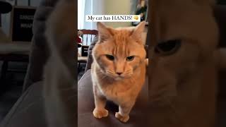 cats cat catvideos funnyanimals fumny [upl. by Ramiah57]