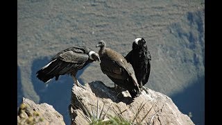 Best Places Giant Andean Condors in the Colca Valley Peru [upl. by Melton750]