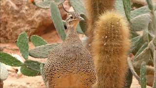 Elegantcrested tinamou vocalisation [upl. by Basil]