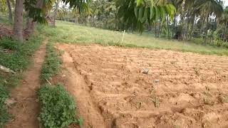 3 Acres Agriculturefarm land sale near krishnagiri [upl. by Sorips]