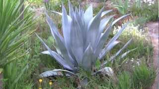 AGAVES an overview [upl. by Ardnama]