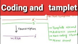 Coding Strand and NonCoding StrandStructure OF GeneDifference between Sense and Antisense strand [upl. by Hankins]