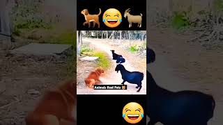 Bakri me dog lo dholai😂😂comedysiraj yputubeshorts [upl. by Retla613]