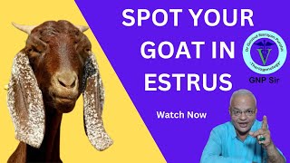 Spotting Heat in Goats Easy Tips [upl. by Enyamart]