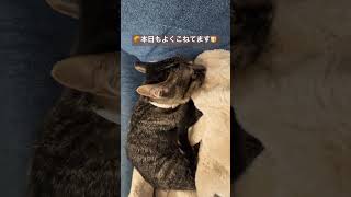 🍞本日も子猫のパン屋さん開店中🍞保護猫 こねこのいる暮らし [upl. by Noam]