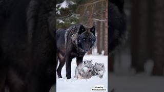 Majestic Male Snow Black Wolf Meets His Cubs for the First Time  Rare Wolf Family Moment [upl. by Lohrman350]