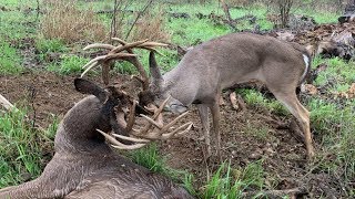 Two GIANT WHITETAILS With Locked Antlers  The Management Advantage [upl. by Akinod]