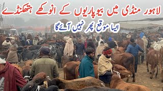 Lahore Shahpur Kanjra Mandi  Buffalo MarketCow Mandi  Bachra Mandi [upl. by Yarak]