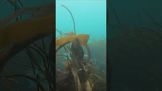 Stalking mullet in Dorset  Spearfishing adventuring fishing diving catchandcook [upl. by Saied]