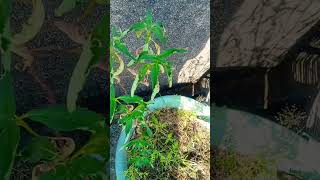 plants grownaturally tamil gardening science [upl. by Heman]