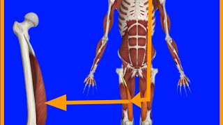 Vastus Medialis MuscleOriginInsertion3DActionblood amp nerve supplyclinjcal correlation [upl. by Dorfman]