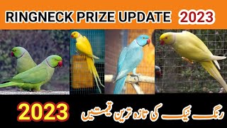 Ringneck price in pakistan 2023  Fresh market price  RINGNECK PARROT  RD Birds InFo [upl. by Ateekram]