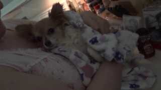 Chihuahuas Seizure Eases After Honey amp GABA Treatment [upl. by Rolyab59]