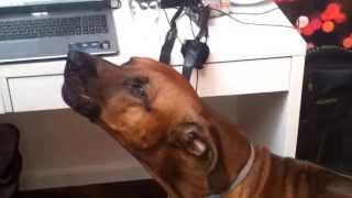 Rhodesian ridgeback howling along to music [upl. by Lenahtan354]